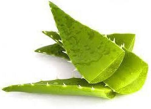Seeds Aloe Vera Plant Leaves