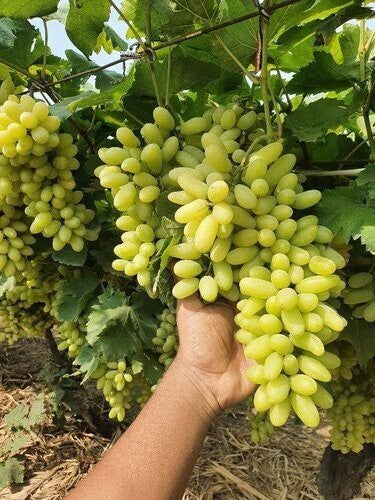 Seeds Green Long Grapes Fruit Plant