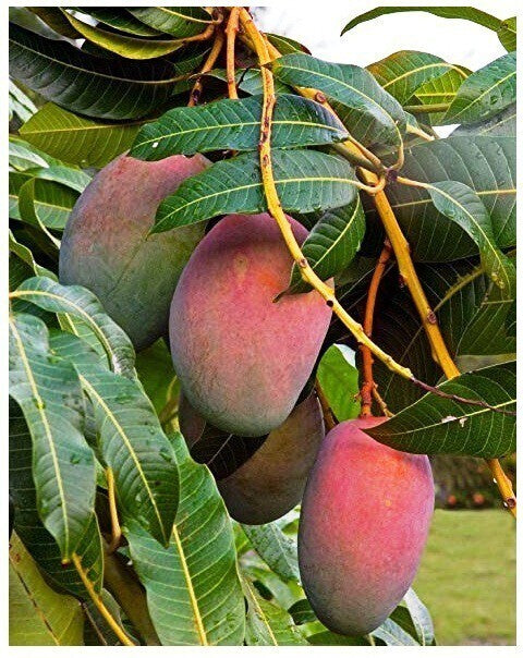 Seeds Sunderi Mango Fruit Plants