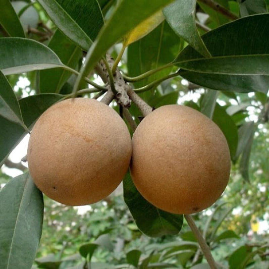 Seeds Chiku Plant