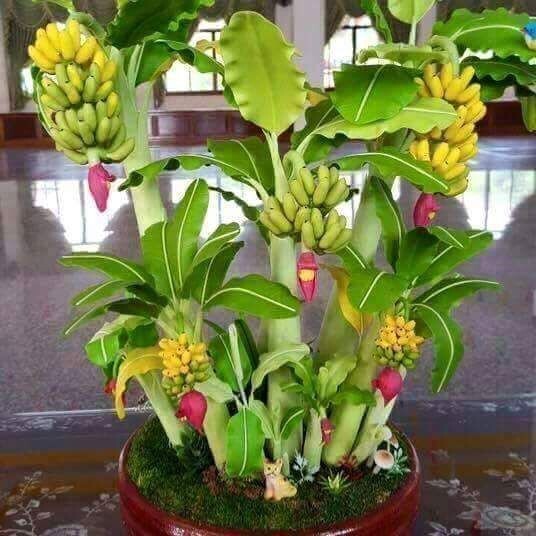 Seeds Hybrid Banana Plant